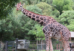 高知県立のいち動物公園