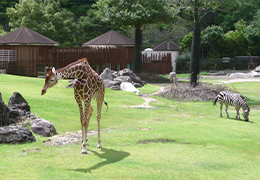 高知県立のいち動物公園